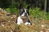 BOSTON TERRIER 251